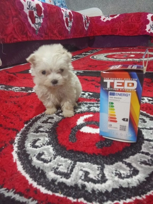 Bichon talie foarte mică  - imagine 3
