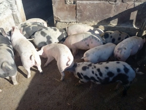 Porci de vânzare 11 buc - imagine 2