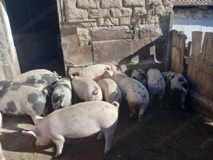Porci de vânzare 11 buc