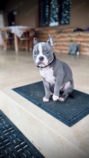 American bully pocket blue - imagine 2