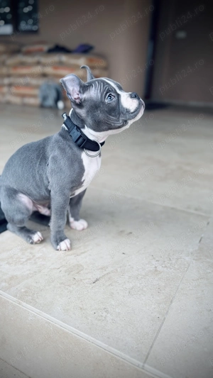 American bully pocket blue - imagine 3