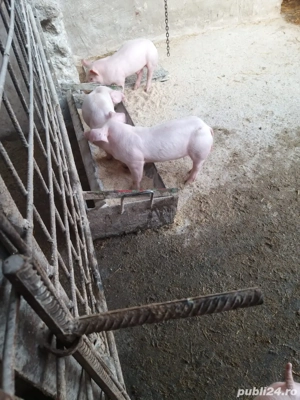 Purcei Landras - imagine 3