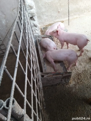 Purcei Landras - imagine 2