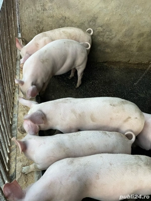 vand porci - imagine 4