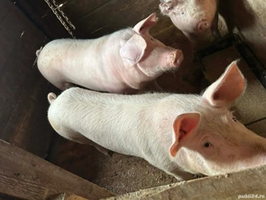 porci de vanzare  - imagine 2