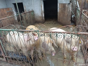 vand porci de sacrificat sau samanta - imagine 2