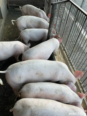 vand porci - imagine 5