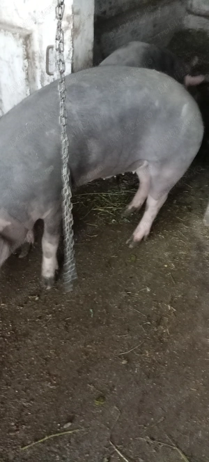 Porci, purcei  - imagine 2