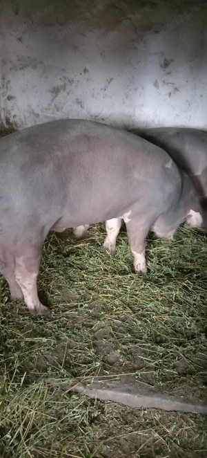 Porci, purcei  - imagine 6