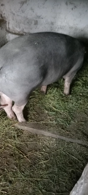 Porci, purcei  - imagine 5