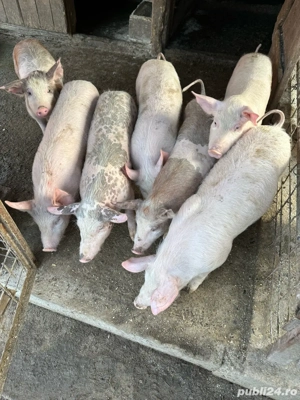 Purcei înțărcați 25 kg - imagine 5