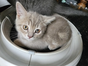 Pisicuta Scottish Straight Golden Tabby - imagine 3