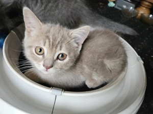 Pisicuta Scottish Straight Golden Tabby