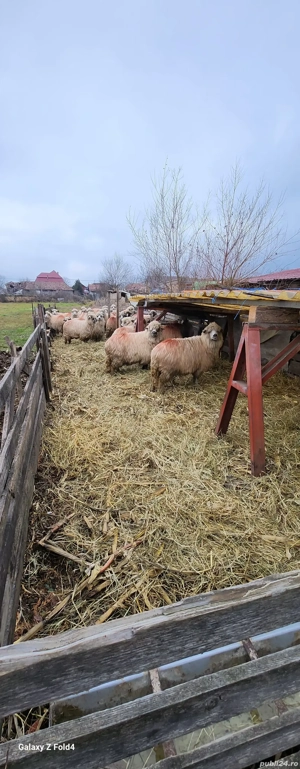 De vanzare oii 40 bucati - imagine 2