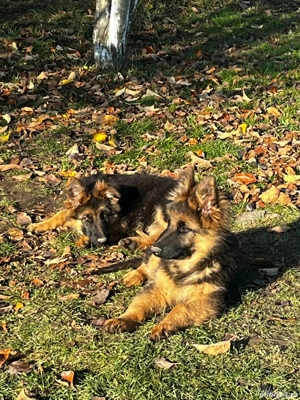 Puiuti ciobanesc german cu parul lung