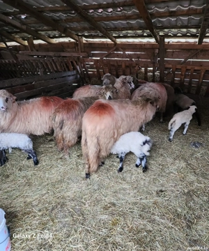 De vanzare oii 40 bucati - imagine 3