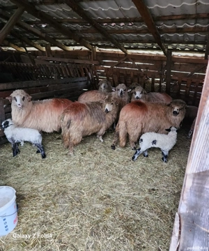 De vanzare oii 40 bucati - imagine 4