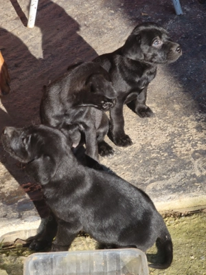 Catei rasa mixta viszla metish