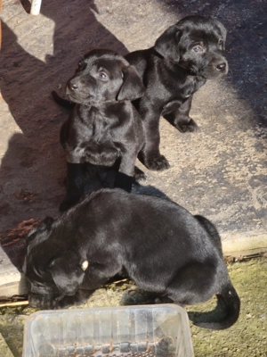 Catei rasa mixta viszla metish