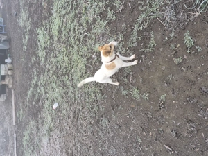 De vzare Jack Russell Terrier - imagine 2