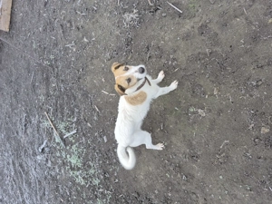 De vzare Jack Russell Terrier - imagine 3