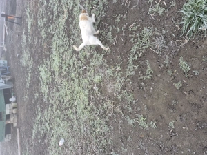 De vzare Jack Russell Terrier - imagine 4