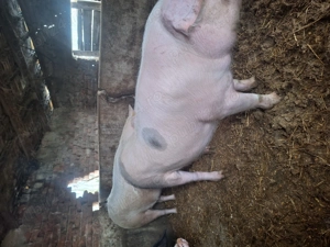 Mai avem disponibili 2 porci - imagine 4