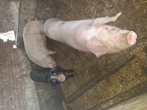 Mai avem disponibili 2 porci - imagine 3