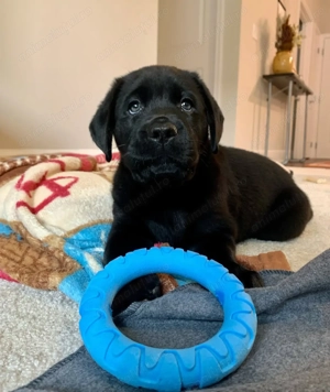 Fetita labrador retriever 