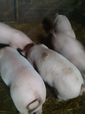De vânzare purcei de 2 luni! - imagine 2