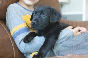 Fetița labrador retriever 450 lei