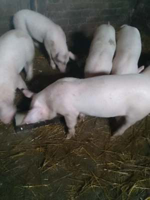 De vânzare purcei de 2 luni! - imagine 3