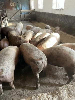 Porci de vanzare crescuti natural! - imagine 2