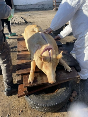 Porci de vanzare crescuti natural!