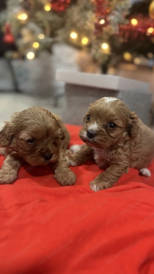 Vând băiețel și fetiță Cavapoo F1 - imagine 2