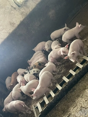 Porci de vanzare crescuti natural! - imagine 3