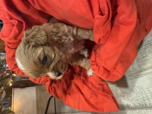 Vând băiețel și fetiță Cavapoo F1