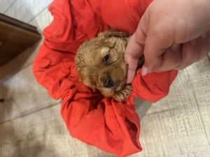 Vând băiețel și fetiță Cavapoo F1 - imagine 4