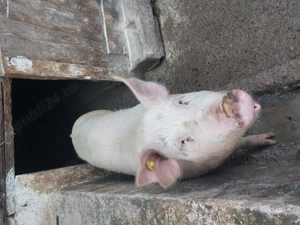 Vând porc - 130 kg aprox. - imagine 2