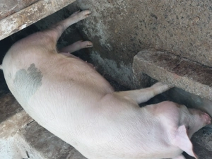 Vând porc - 130 kg aprox. - imagine 3