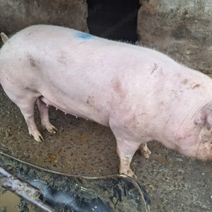 Vând porc crescut bio - imagine 4