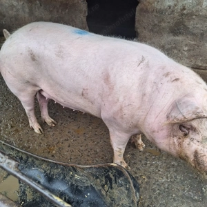 Vând porc crescut bio - imagine 2