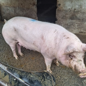 Vând porc crescut bio