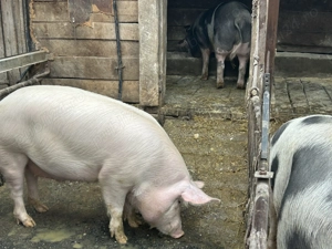 Vând porc marele alb  - imagine 2