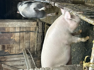 Vând porc marele alb 