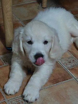 Vand catelus de golden retriever  - imagine 2