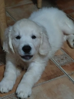 Vand catelus de golden retriever  - imagine 3