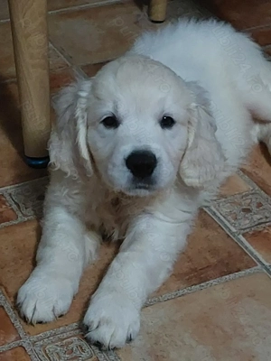 Vand catelus de golden retriever  - imagine 5