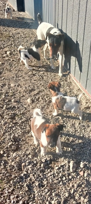 C țeluși fox terrier