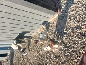 C țeluși fox terrier - imagine 3